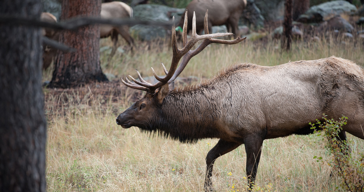 2021 Colorado leftover hunting license list // GOHUNT. The Hunting Company