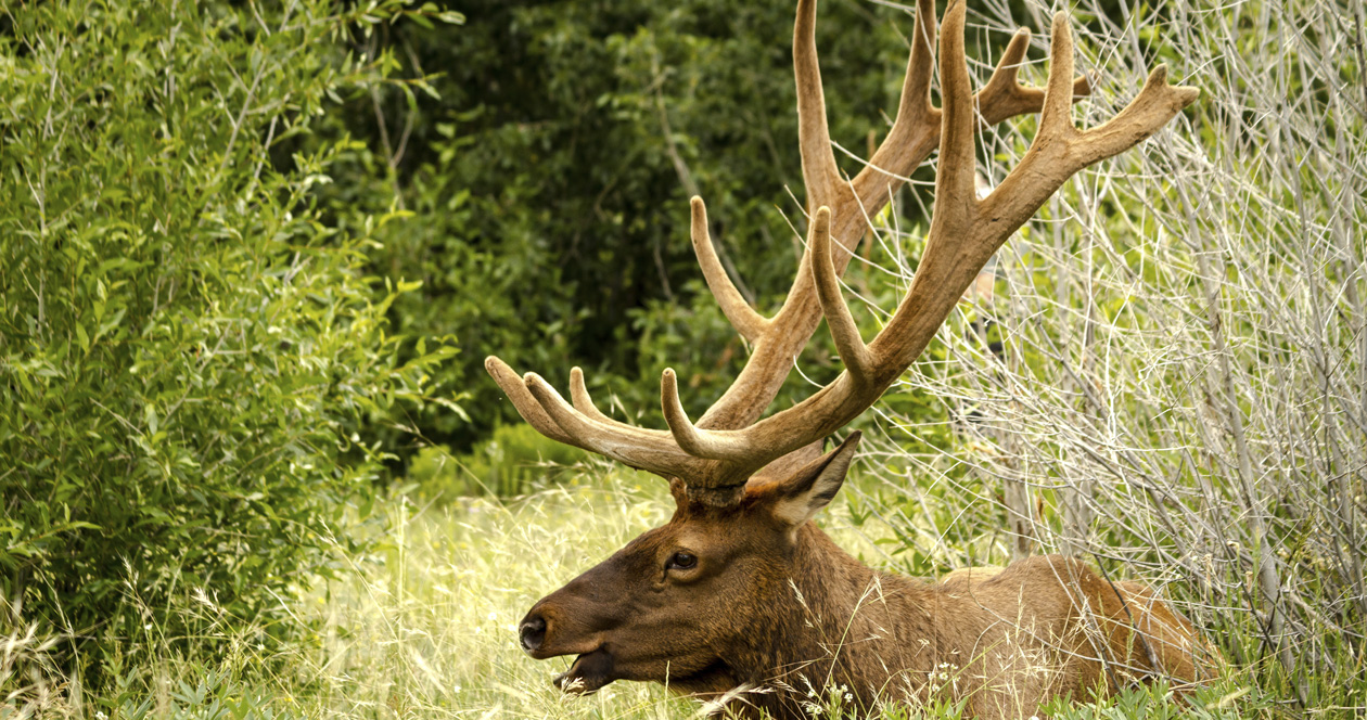 2022 Colorado leftover hunting license list // GOHUNT. The Hunting Company