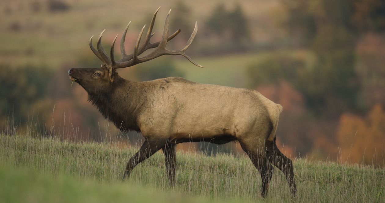 Application strategy 2022 Montana elk // GOHUNT. The Hunting Company