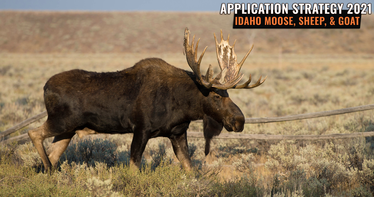APPLICATION STRATEGY 2021 Idaho moose, bighorn sheep, and mountain goat