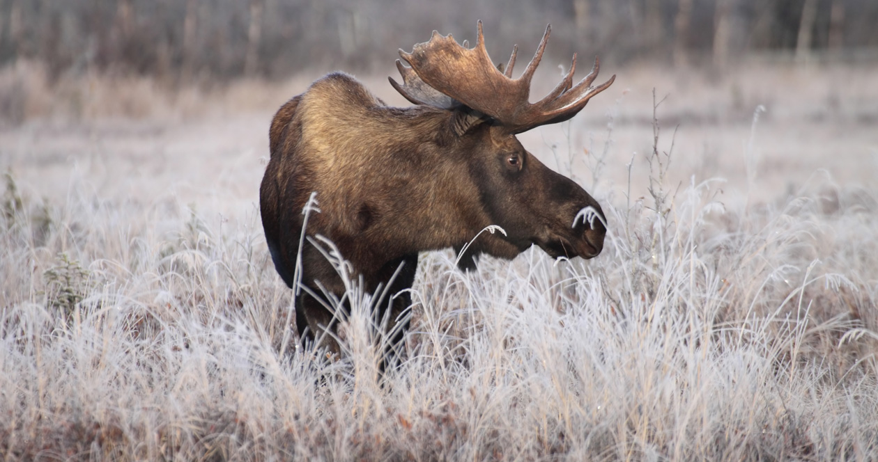 Five moose poached in North Dakota // GOHUNT. The Hunting Company