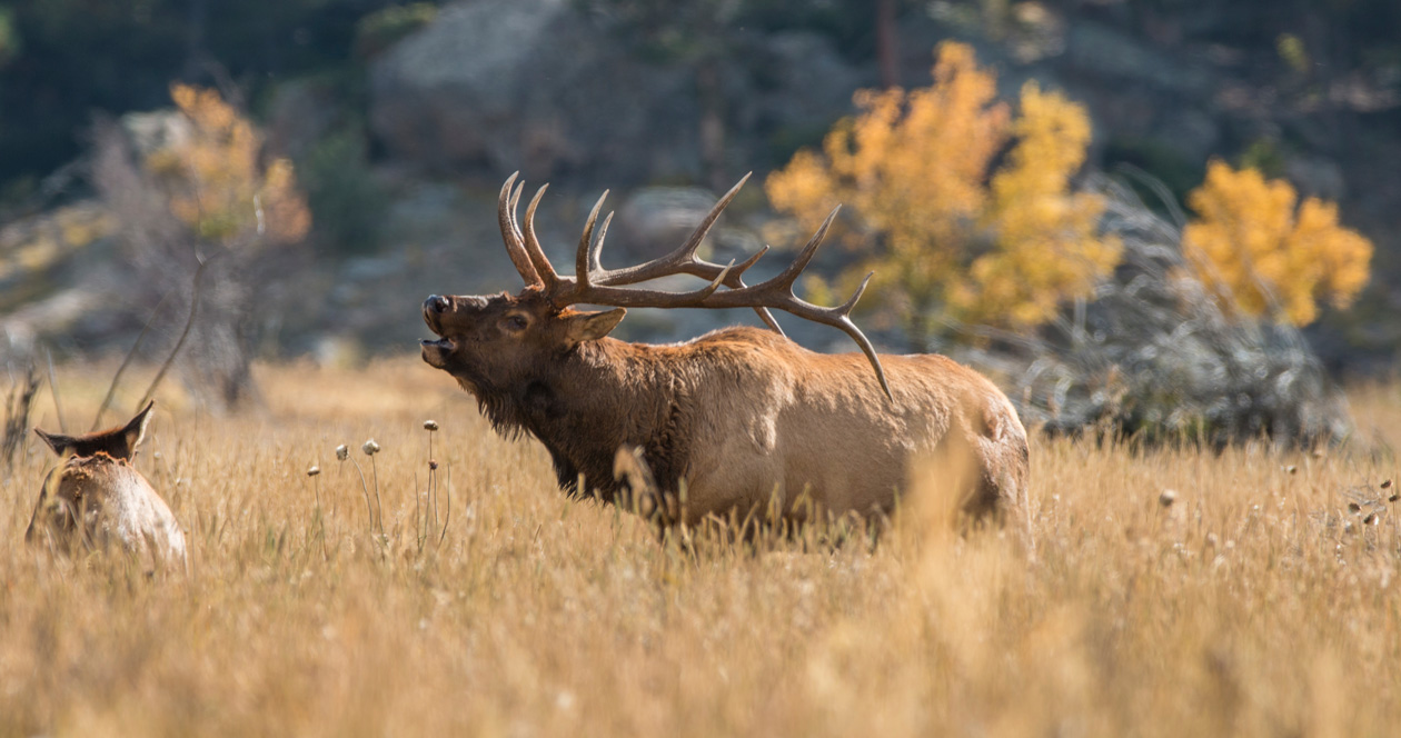 2020 Idaho 2nd controlled hunt draw period now open // GOHUNT. The