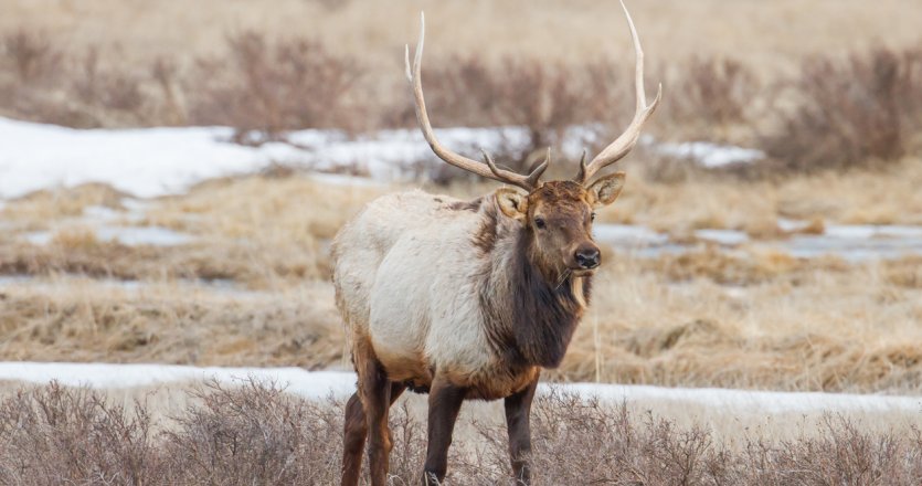 Montana clarifies muzzleloader heritage season // GOHUNT. The Hunting ...
