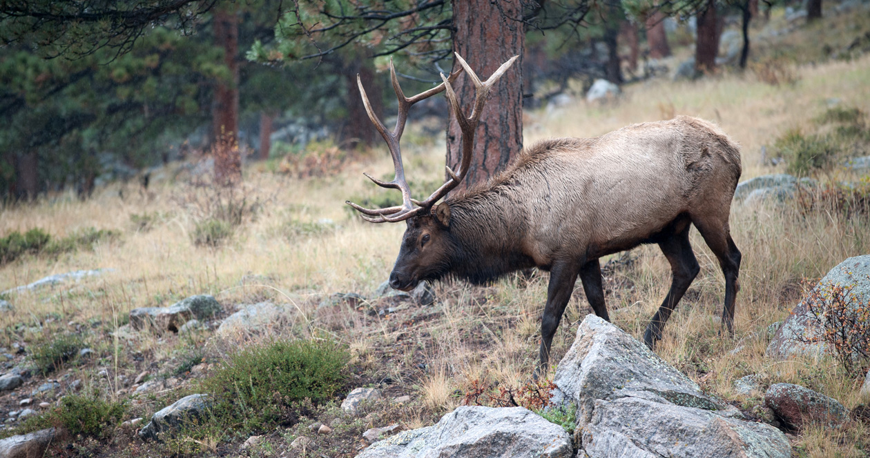 South Dakota seeks public input on elk management plan // GOHUNT. The