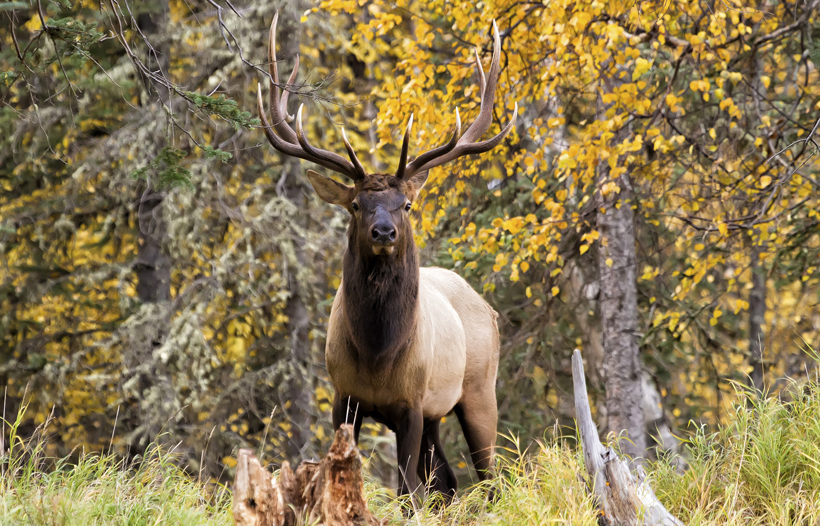 5 trails to trophy elk // GOHUNT. The Hunting Company
