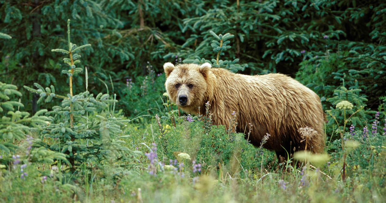Montana Fwp Euthanizes Two Bears For Food Conditioning Gohunt The