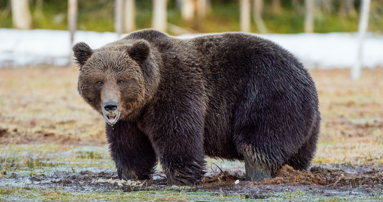 Hunter killed by grizzly bear in Alaska // GOHUNT. The Hunting Company