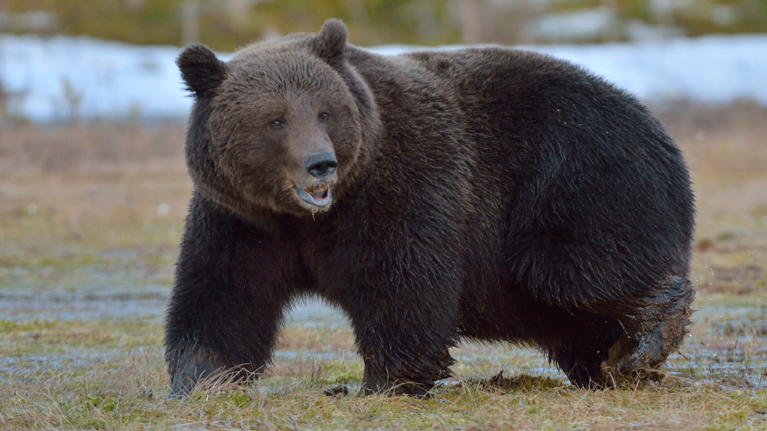 Canadian Grizzly Bear Second Rare Grizzly Bear Spotted In Banff