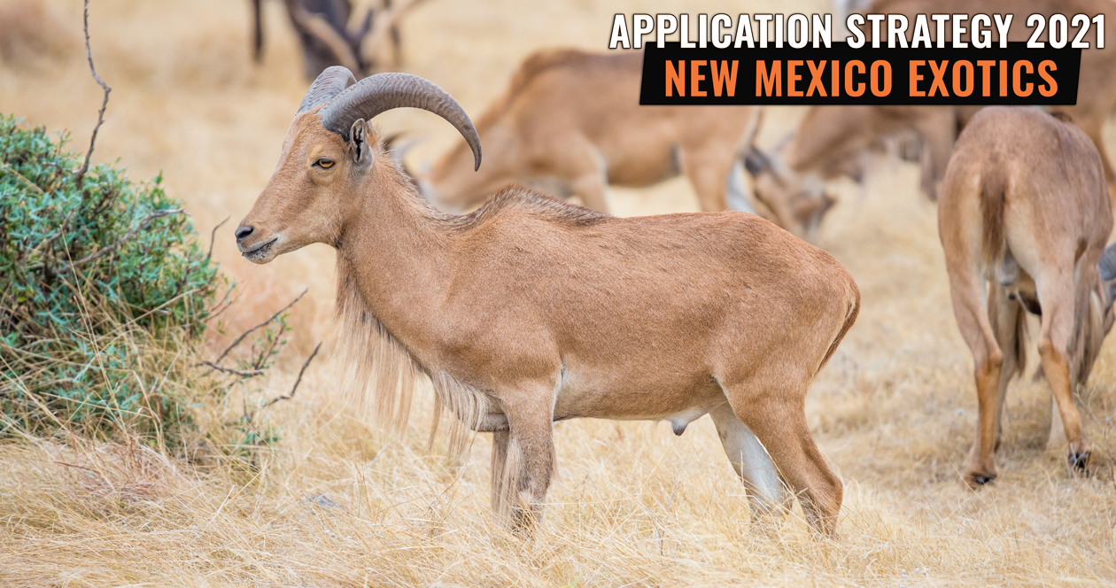 APPLICATION STRATEGY 2021 New Mexico Exotics // GOHUNT. The Hunting