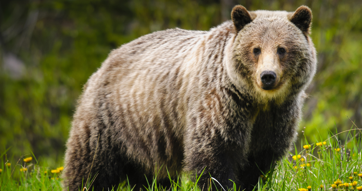 Wyoming close to approving grizzly hunt regulations // GOHUNT. The