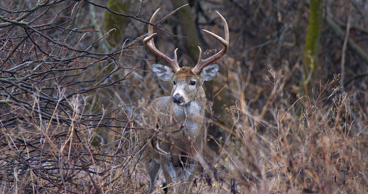 Five men arrested for poaching over 40 deer in Wisconsin // GOHUNT. The ...