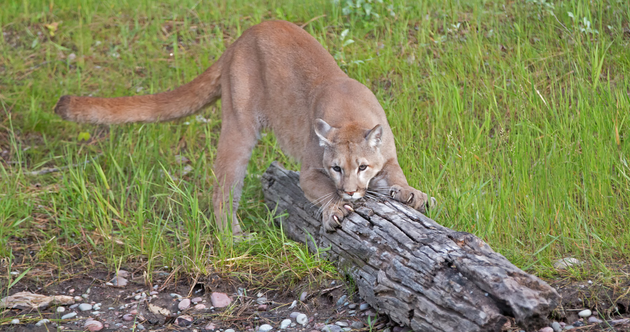 New Initiative Targets Colorado Mountain Lion Hunting // GOHUNT. The ...