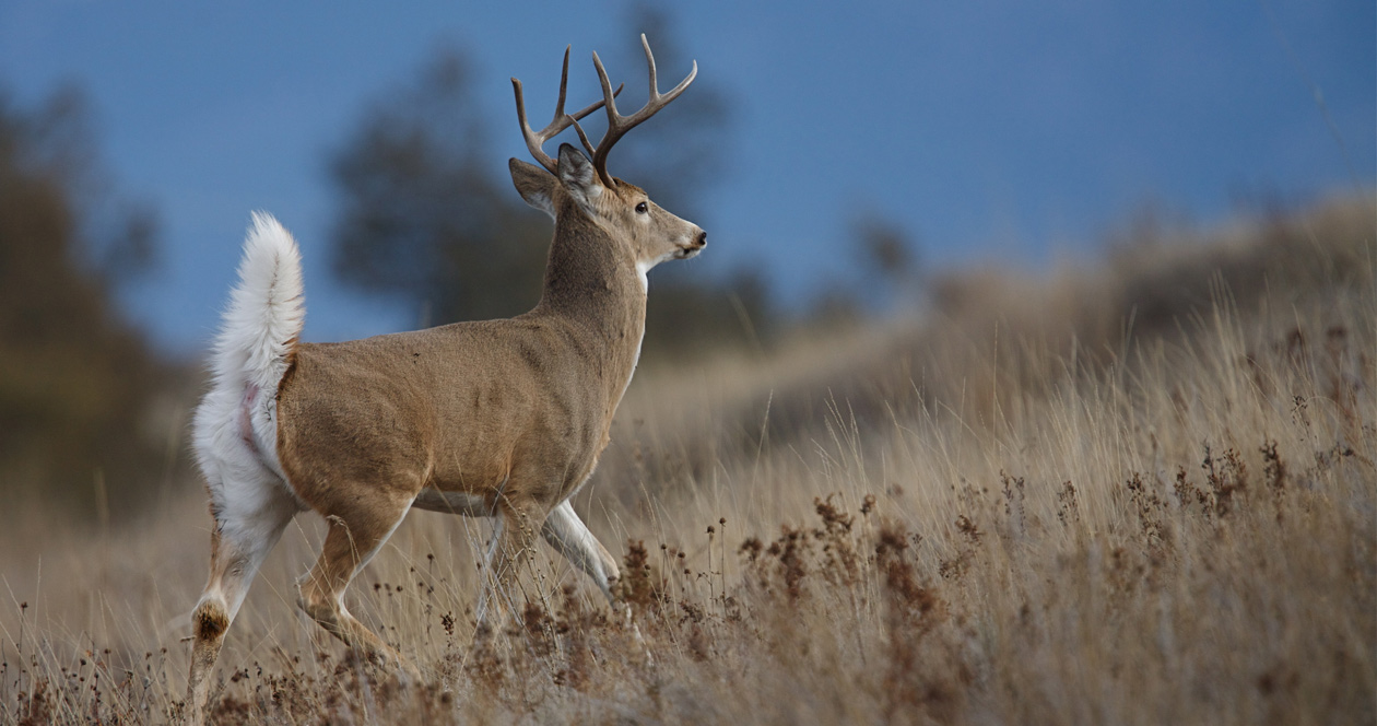 Missouri Deer Poacher Ordered To Watch Bambi As Part Of Sentence Gohunt The Hunting Company 5536