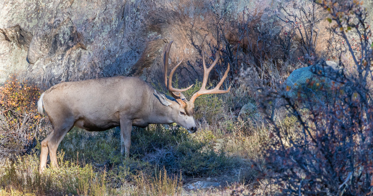 California plans to cull 2,000 mule deer on Catalina Island // GOHUNT ...