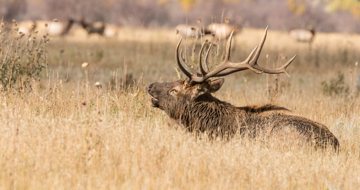 Idaho’s controlled hunt application period starts Saturday // GOHUNT