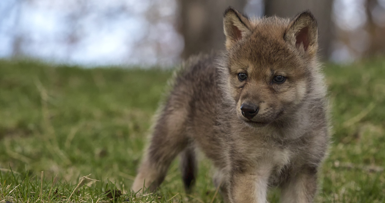 Mexican wolf recovery moves forward with captive pups released to wild ...