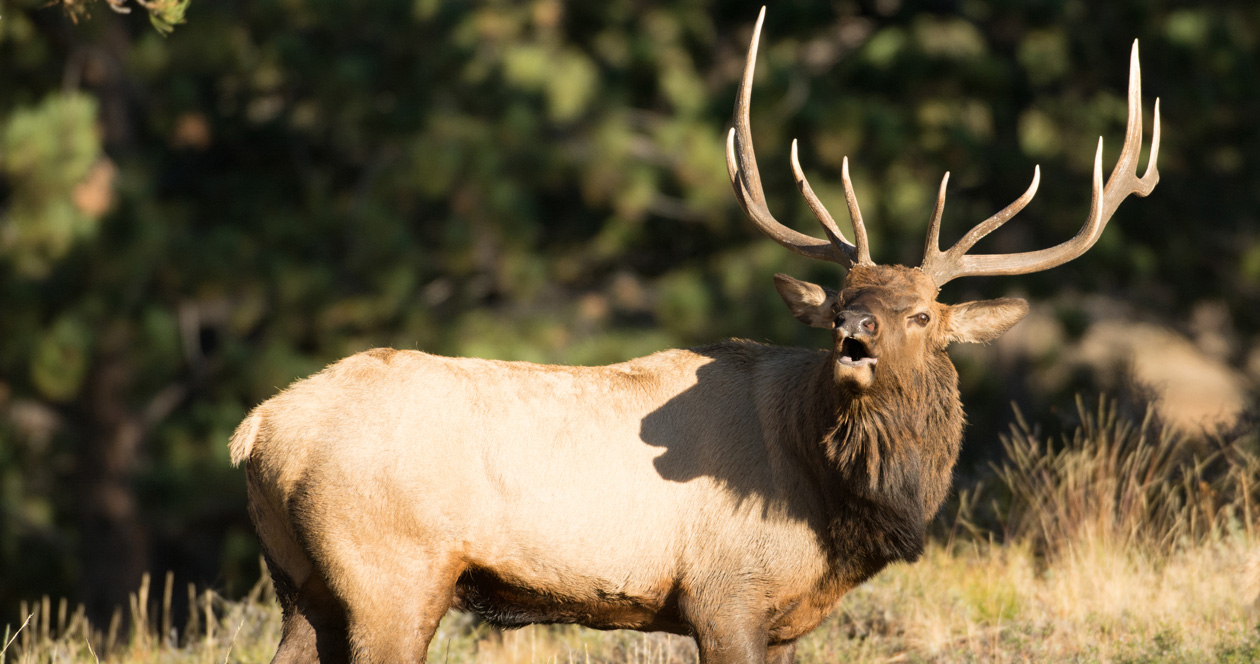 How to apply for New Mexico's 2022 guide draw // GOHUNT. The Hunting