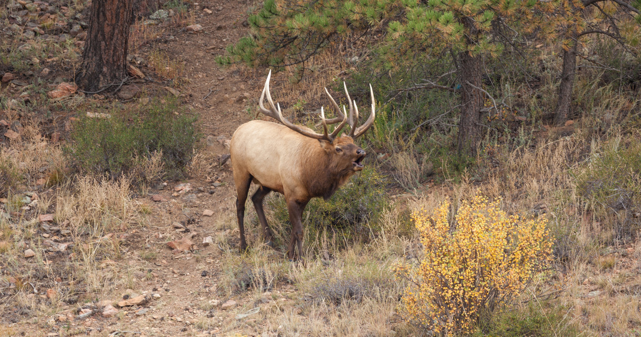 Information on Utah's 2023 tag sale for general any bull units