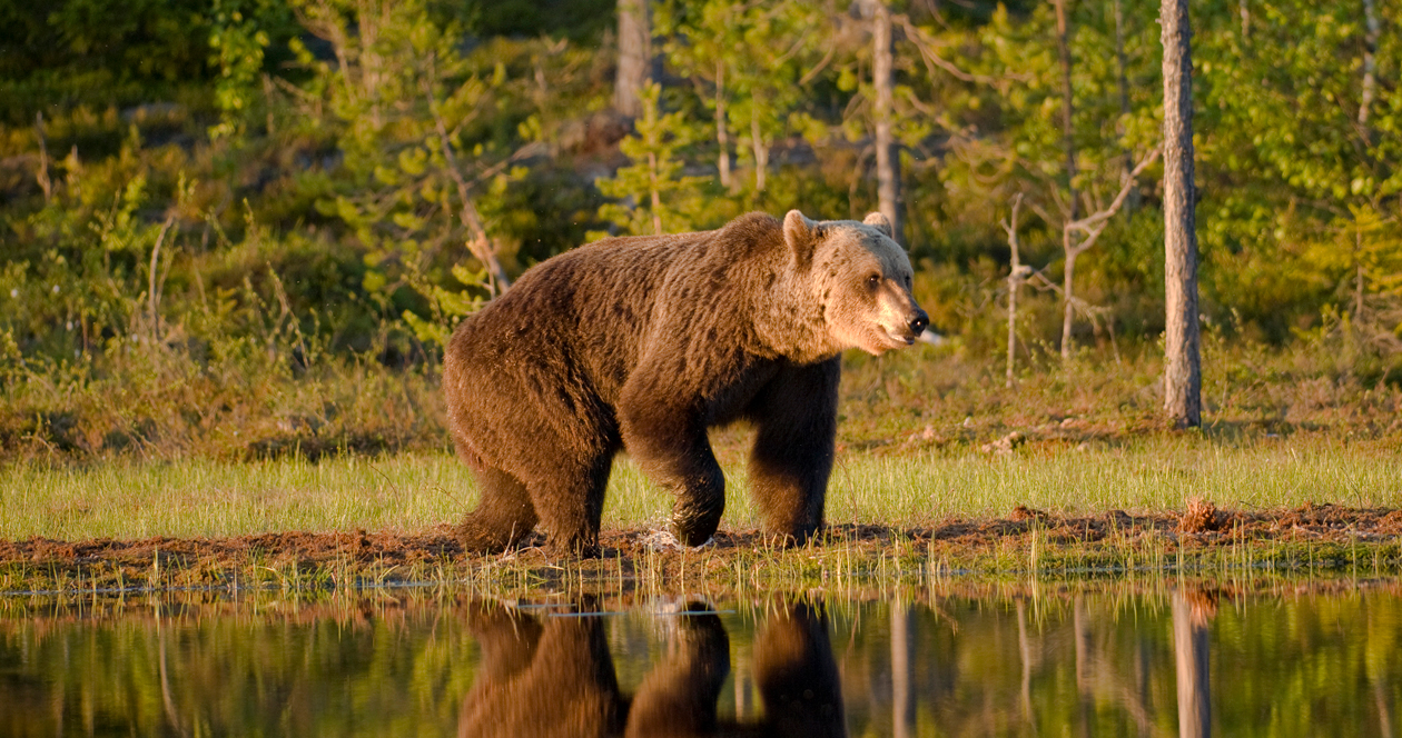 Changes approved for Greater Yellowstone grizzly count // GOHUNT. The ...