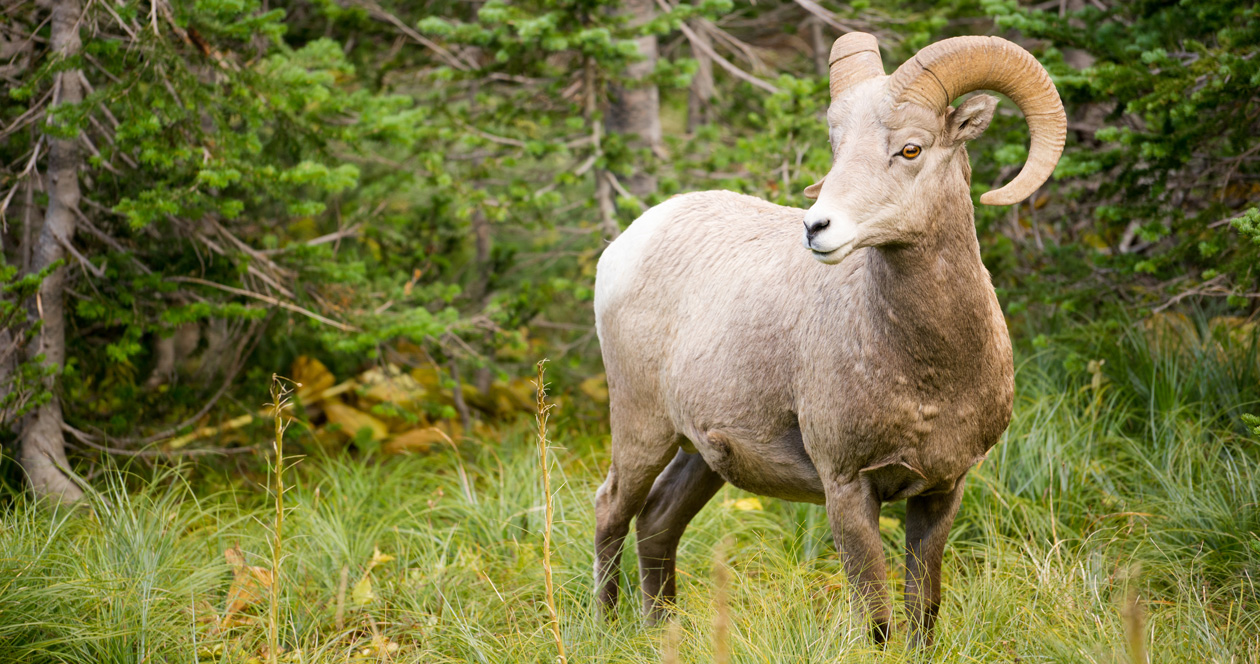 Nebraska authorizes 2021 bighorn sheep season // GOHUNT. The Hunting ...