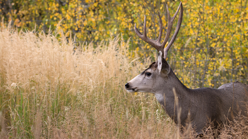 New Study Finds Genetic Mutation In Cwd Infected Mule Deer Gohunt