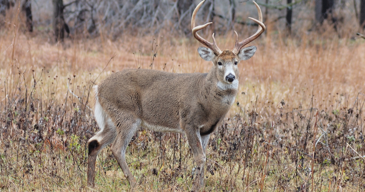 Montana whitetail tests positive for CWD // GOHUNT. The Hunting Company