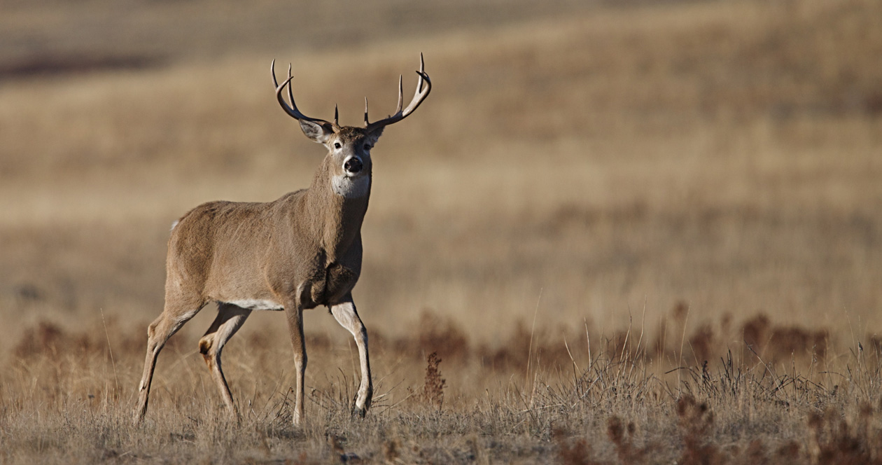Application Strategy 2023: North Dakota deer gun // GOHUNT. The Hunting ...