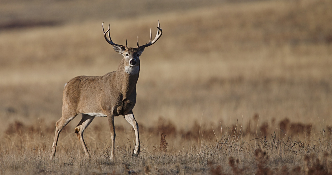 Application Strategy 2023 North Dakota deer gun // GOHUNT. The Hunting