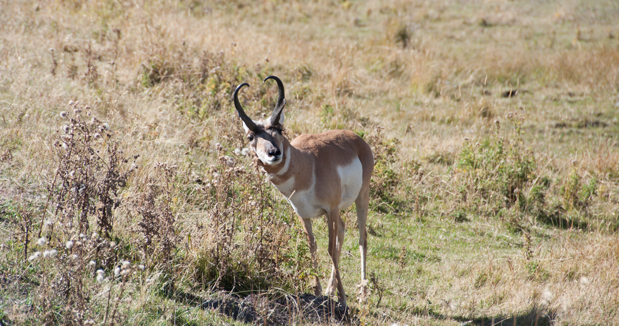 How to Apply for Montana Antelope Hunts and More in 2023 // GOHUNT. The