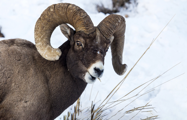 Application Strategy 2015: Montana Sheep, Moose, Goat, Bison    Gohunt 