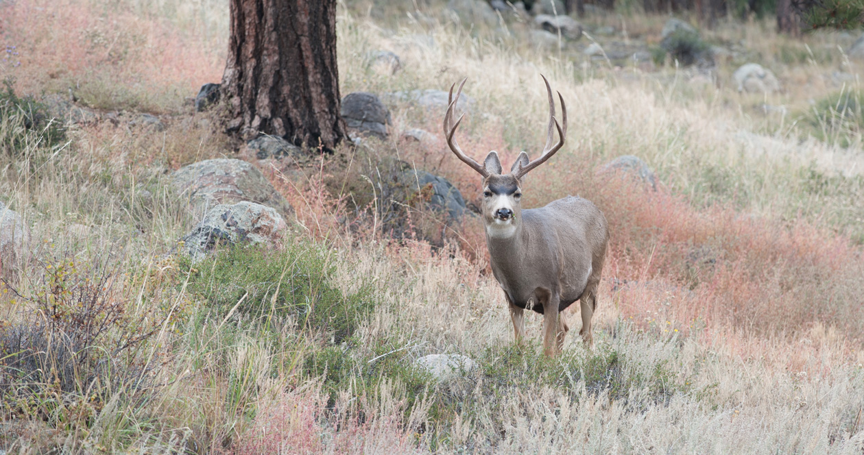 University of Minnesota develops faster CWD test // GOHUNT. The Hunting ...