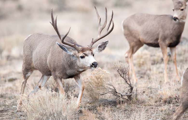 APPLICATION STRATEGY 2016: Utah mule deer // GOHUNT. The Hunting Company