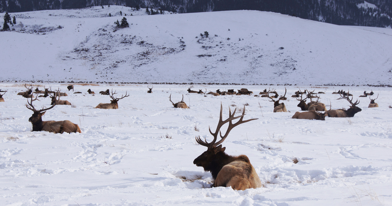 Wyoming considers new regulations for shed hunting // GOHUNT. The