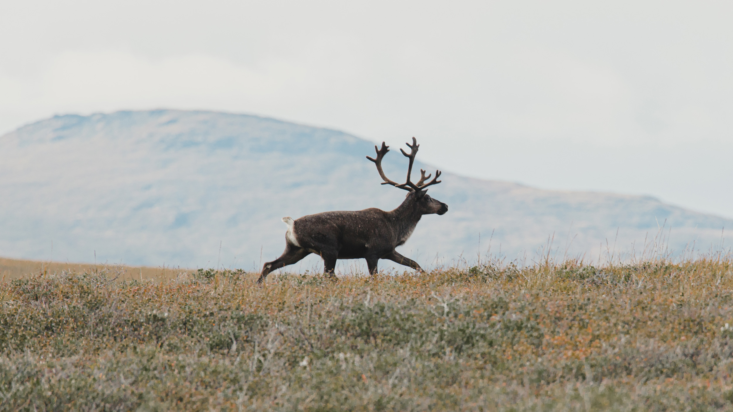 Caribou hunting under fire in Alaska for nonsubsistence hunters