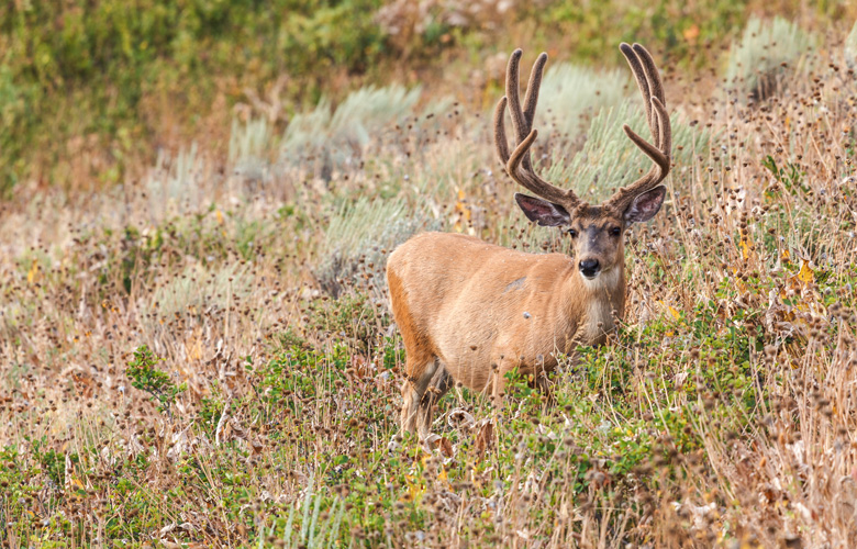 APPLICATION STRATEGY 2016: Colorado Mule Deer // GOHUNT. The Hunting ...