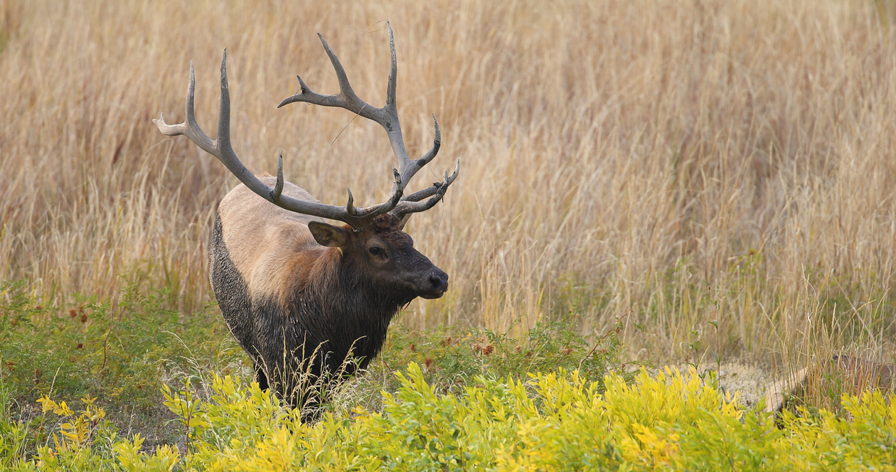 2021 Utah Leftover And General Season Tag Sales To Begin This Month ...