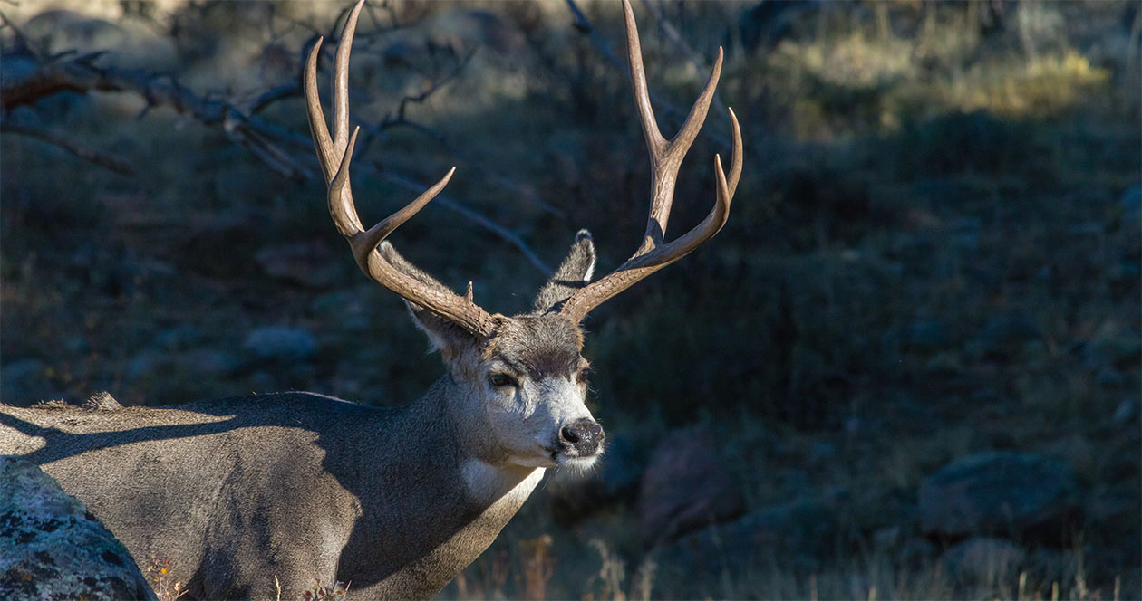 Application Strategy 2022 Wyoming Deer and Antelope // GOHUNT. The