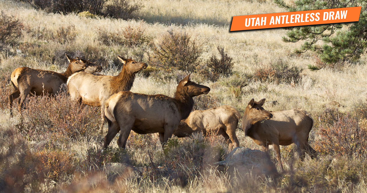 Information on the 2020 Utah antlerless draw // GOHUNT. The Hunting Company