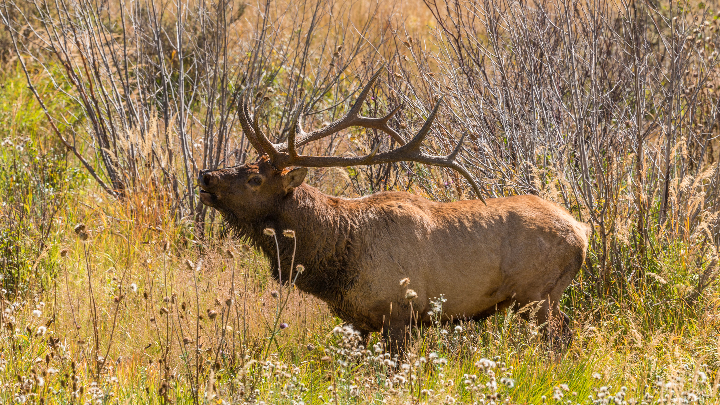 Information on Utah's 2024 tag sale for general any bull elk units ...