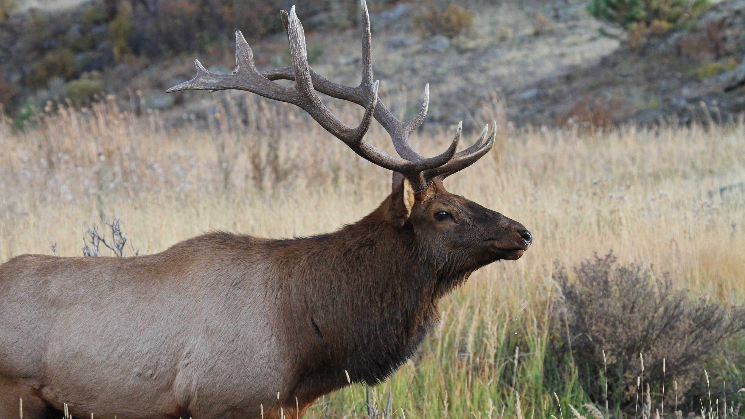 Colorado releases proposed big game for next five years