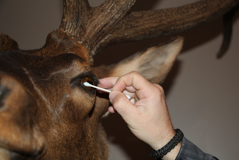 Handle with care: Cleaning your mount // GOHUNT. The Hunting Company