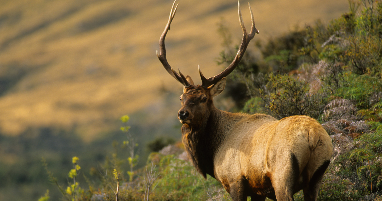 Proposed 2021 change general archery hunts to controlled hunts in