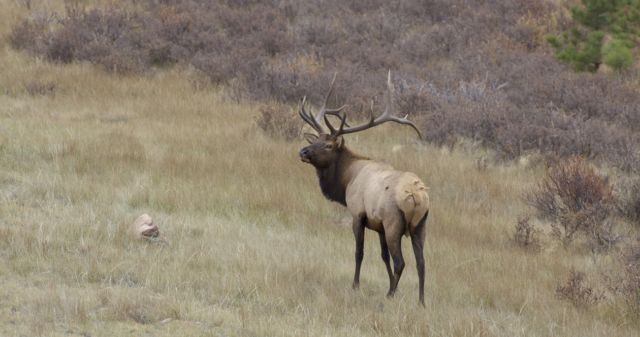 List of returned Idaho general season tags — June 2023 // GOHUNT. The