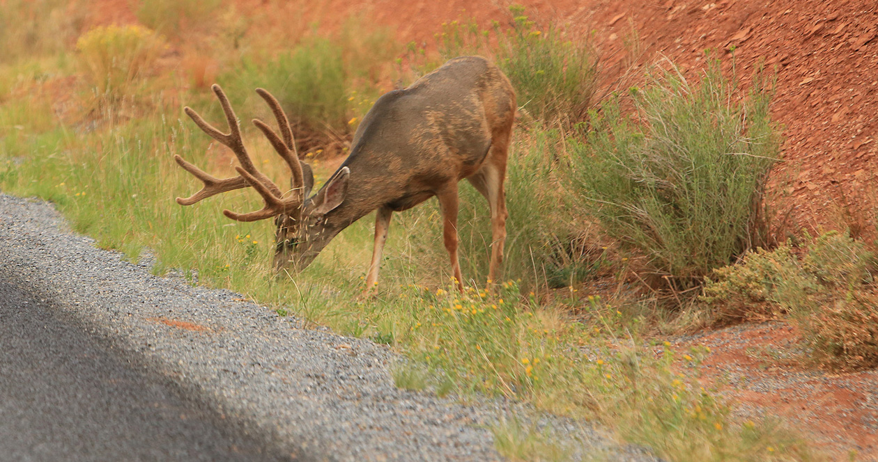 New Mexico deervehicle collisions highest in June // GOHUNT. The