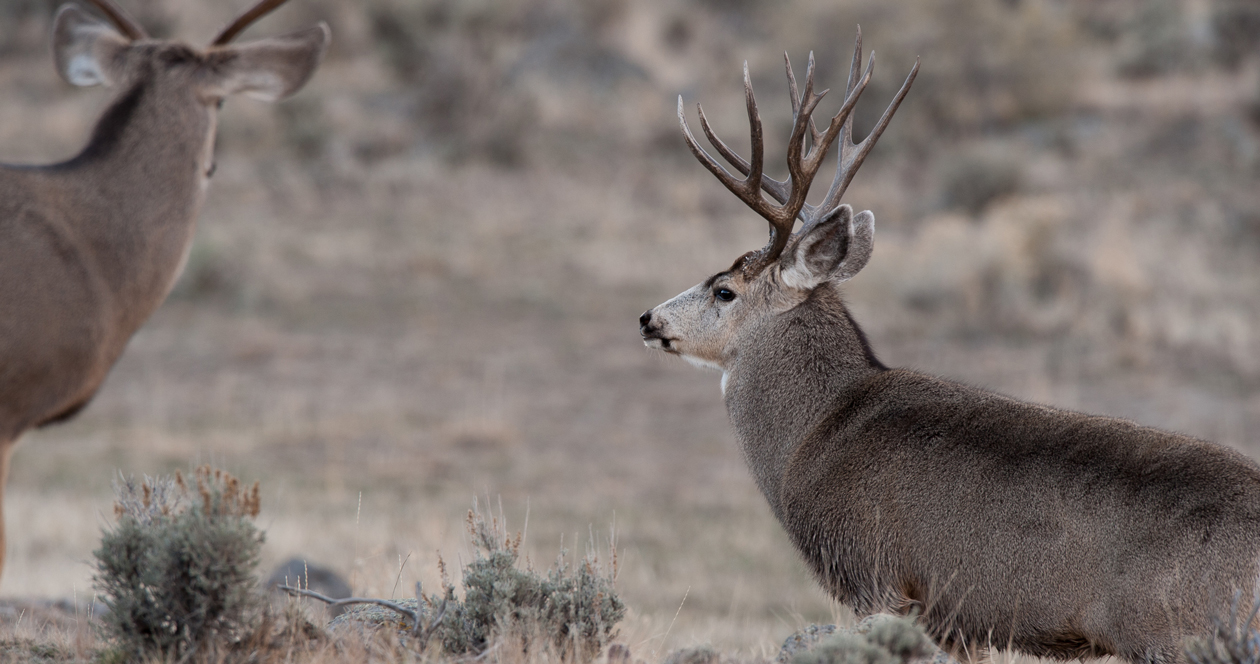 Utah announces changes to 2021 hunting season // GOHUNT. The Hunting