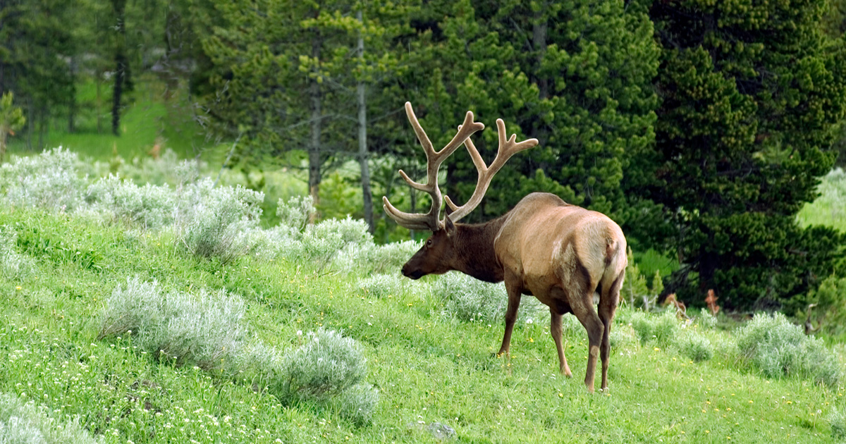 August Idaho Update Returned General Season Tag List // GOHUNT. The