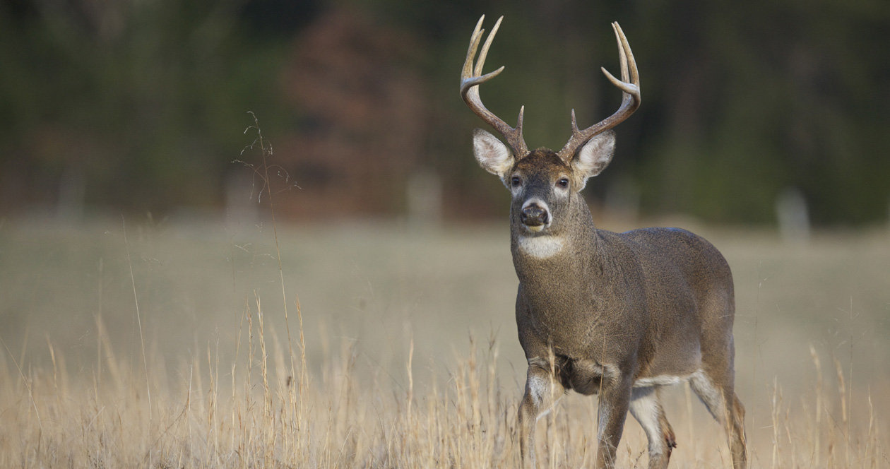 CDC warns hunters about deer with tuberculosis // GOHUNT. The Hunting ...