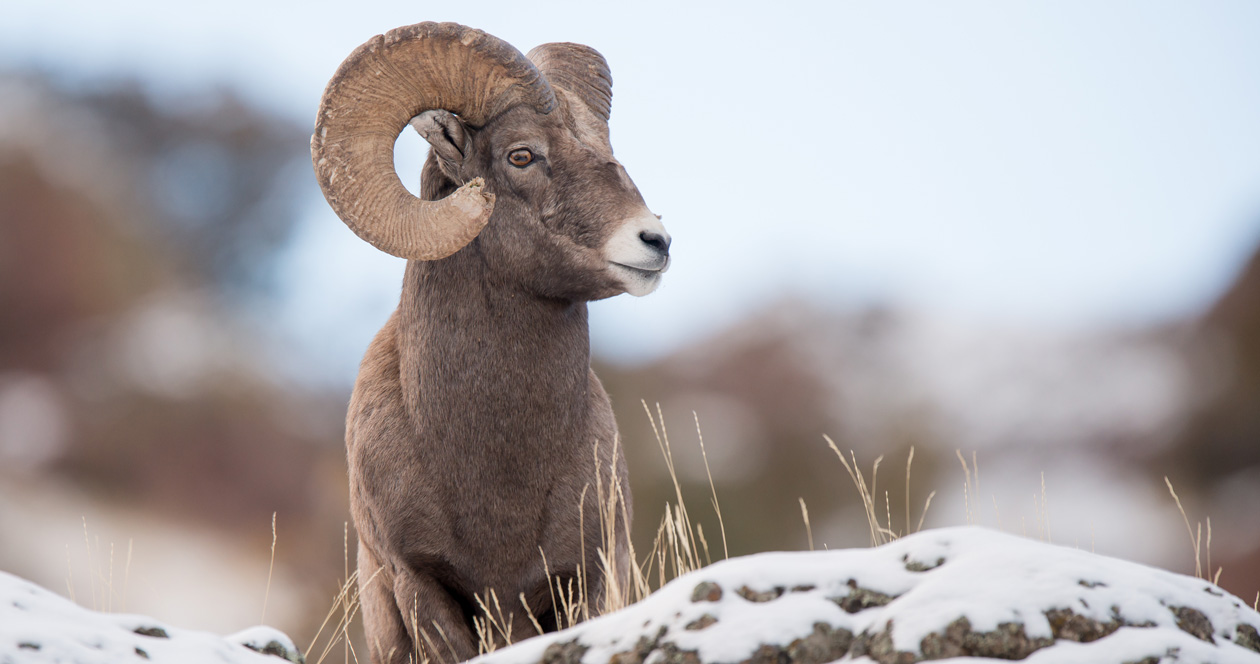 Montana considers one bighorn sheep hunting permit in Elkhorn Mountains