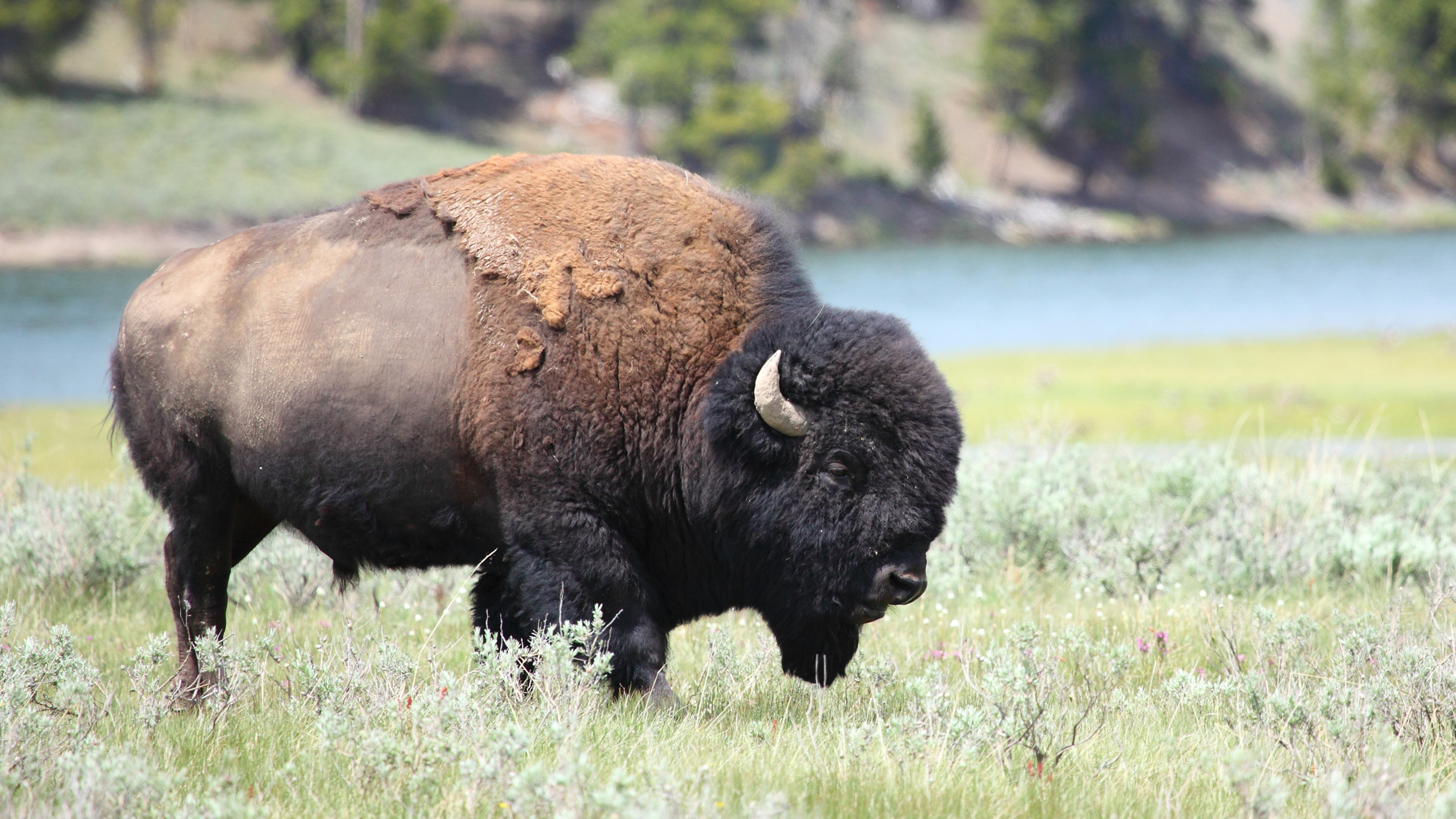 Application Strategy 2026: Wyoming mountain goat, and bison // GOHUNT ...