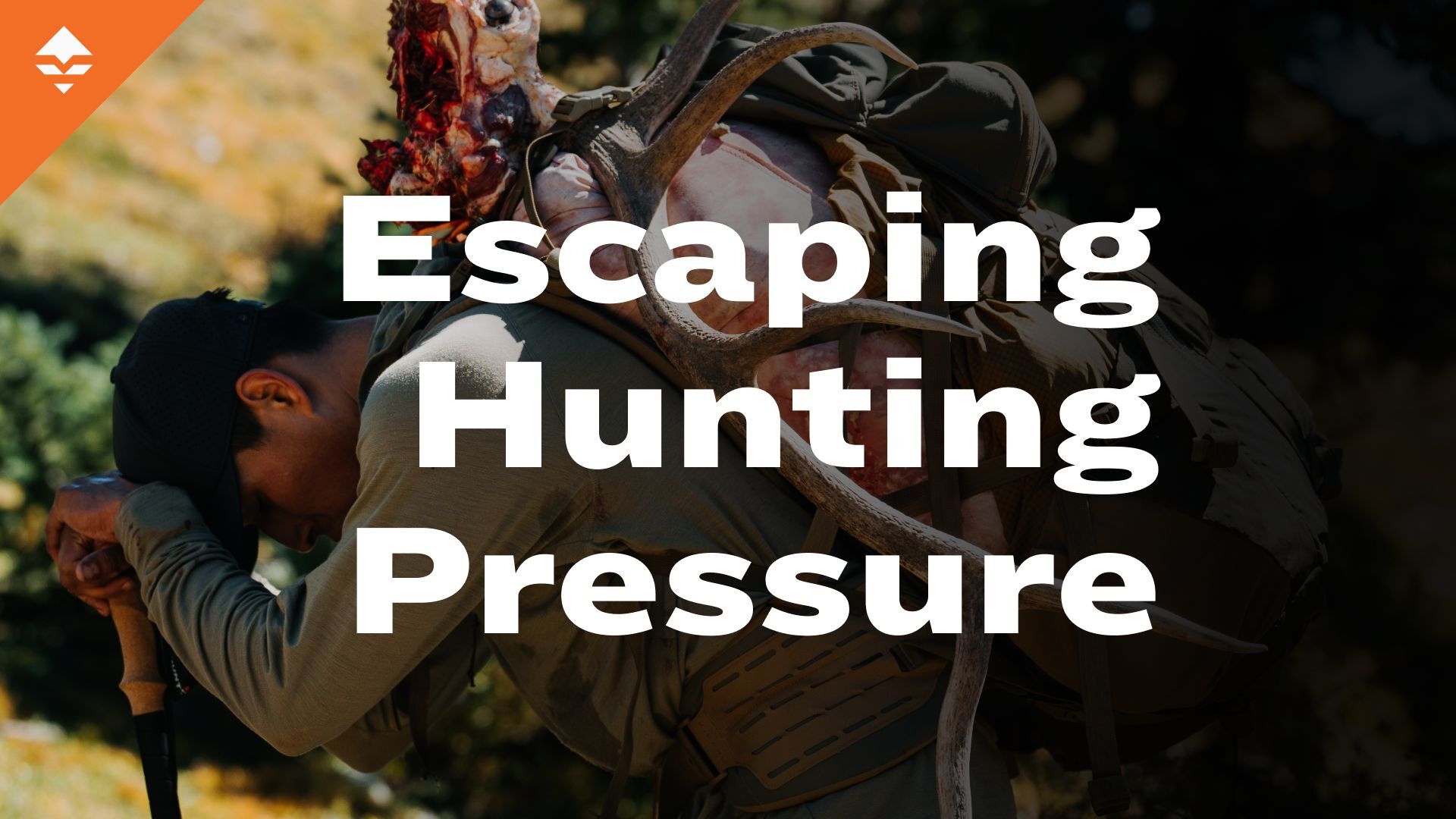 How to escape hunting pressure - How To Escape Hunting Pressure By Using Our Road Density Layer 2